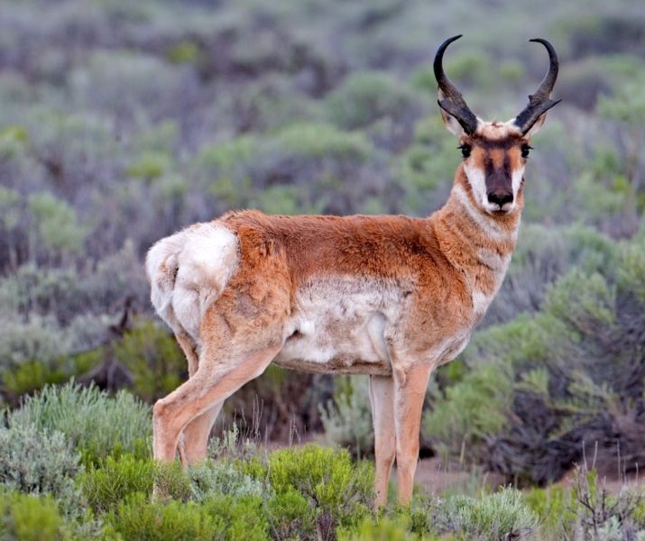 American Pronghorn Facts